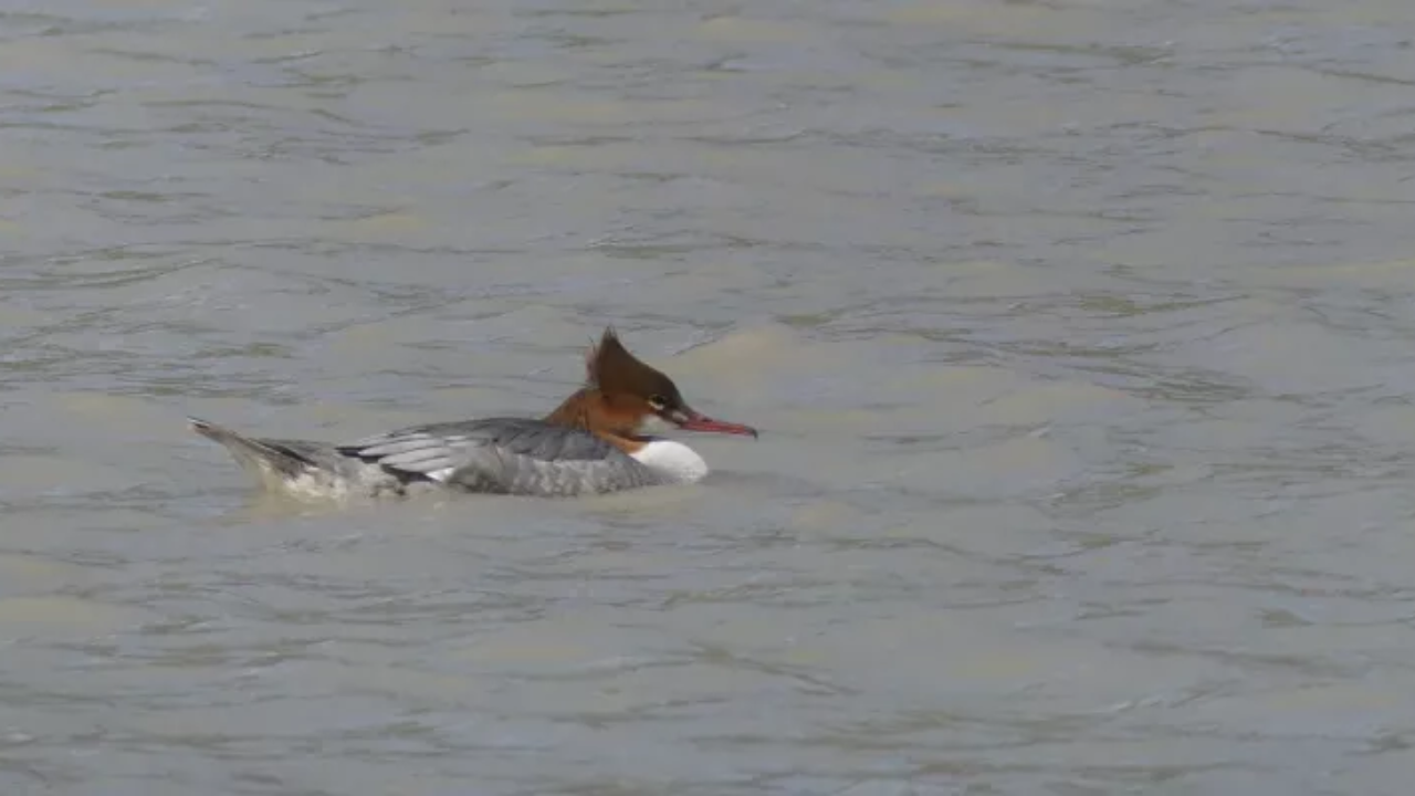 Observez les oiseaux du Lac d&rsquo;Eygliers avec la LPO