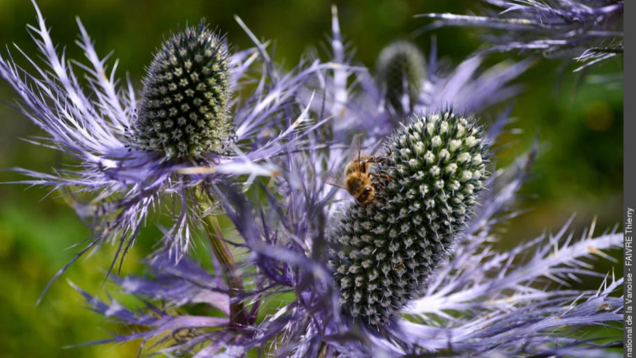 Mo&ucirc;tiers. Une conf&eacute;rence sur le flore des Alpes