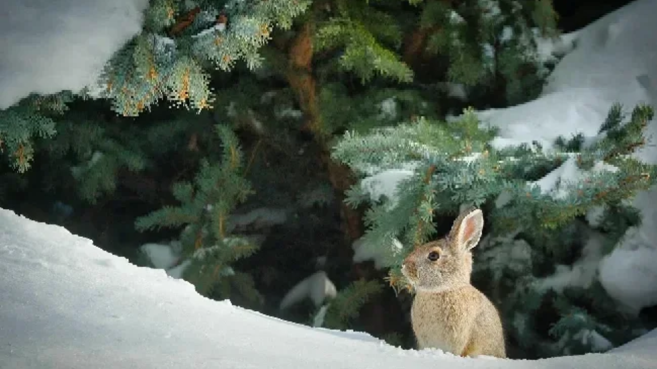 Grenoble. Un atelier pour les petits sur les animaux de la montagne