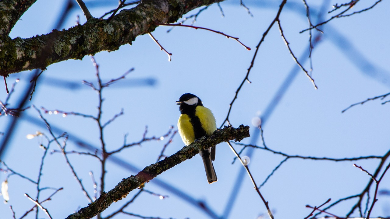 La F&ecirc;te de la Nature &agrave; Mont-Dauphin