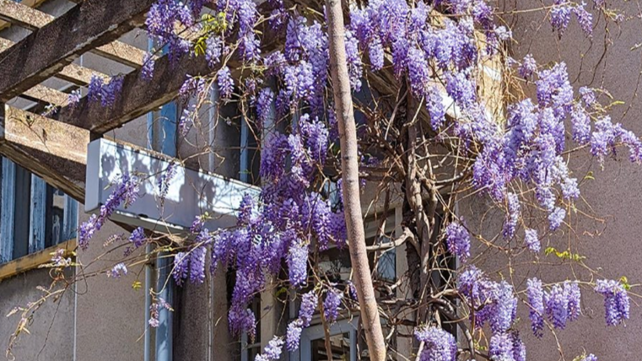 Festival des glycines de Montchat Festival des glycines de Montchat