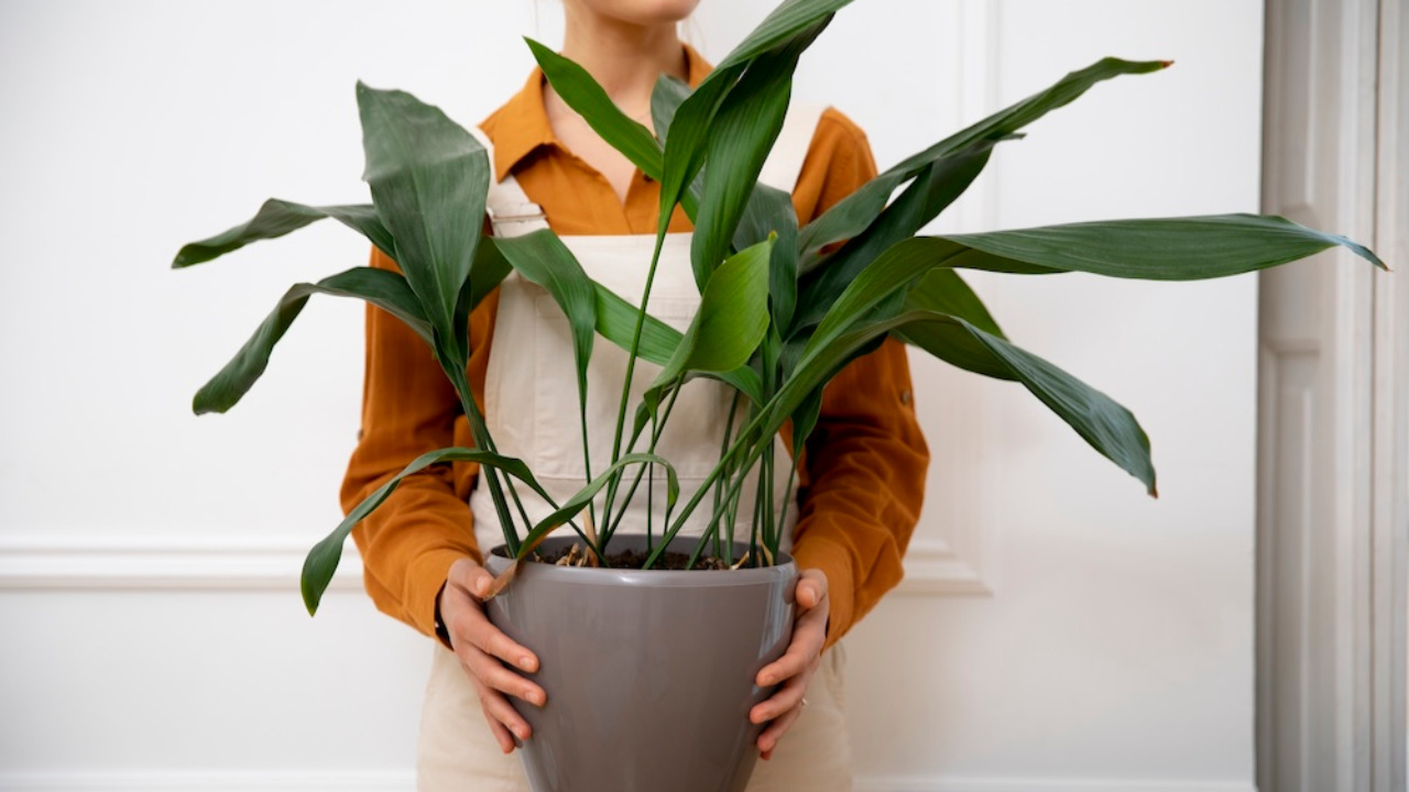 Plantes Pour Tous Annecy