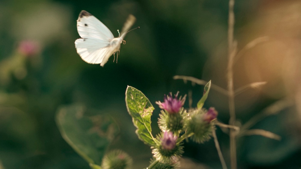Festival C&ocirc;t&eacute; Jardins