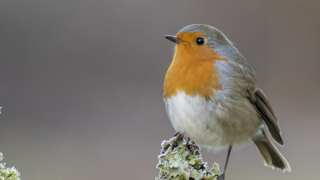 Bonneville. Une exposition sur les oiseaux Bonneville. Une exposition sur les oiseaux