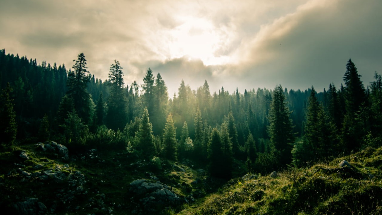 Moûtiers. Apprenez-en plus sur les forêts Moûtiers. Apprenez-en plus sur les forêts