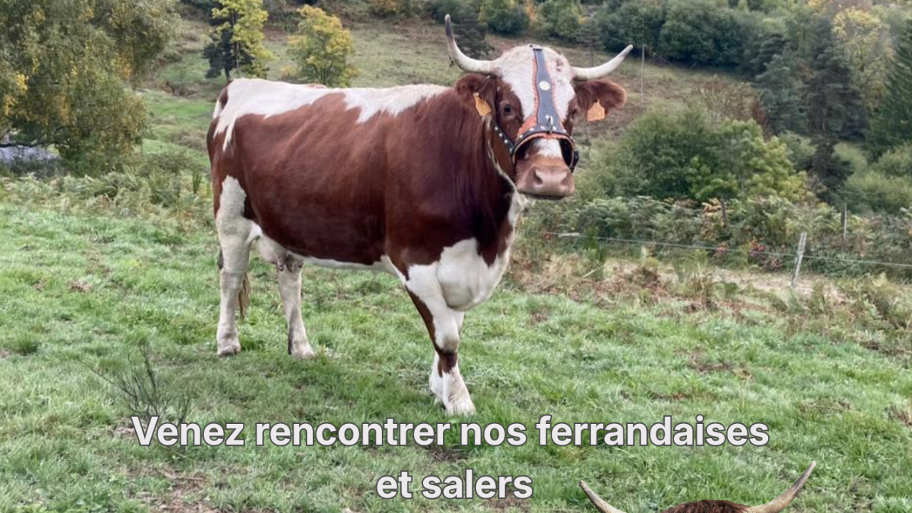 Une mini-transhumance pour accompagner les vaches vers les estives à Grandrif Une mini-transhumance pour accompagner les vaches vers les estives à Grandrif