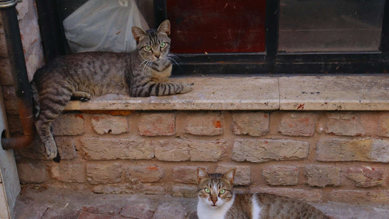 Une après-midi solidaire pour soutenir SOS Chats Thiers à Courpière Une après-midi solidaire pour soutenir SOS Chats Thiers à Courpière