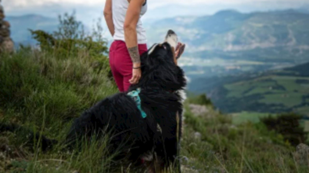 Tallard. Une après-midi dog friendly Tallard. Une après-midi dog friendly