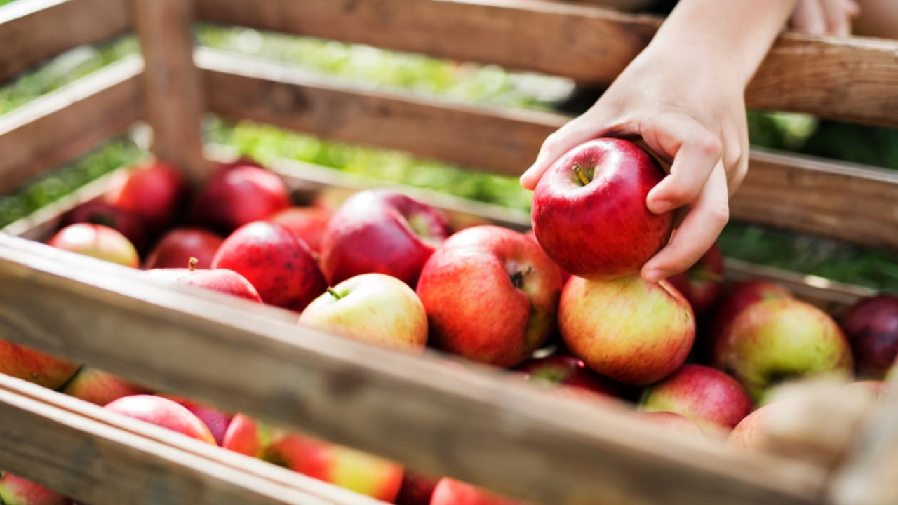 Mo&ucirc;tiers. D&eacute;couvrez la F&ecirc;te de la Pomme