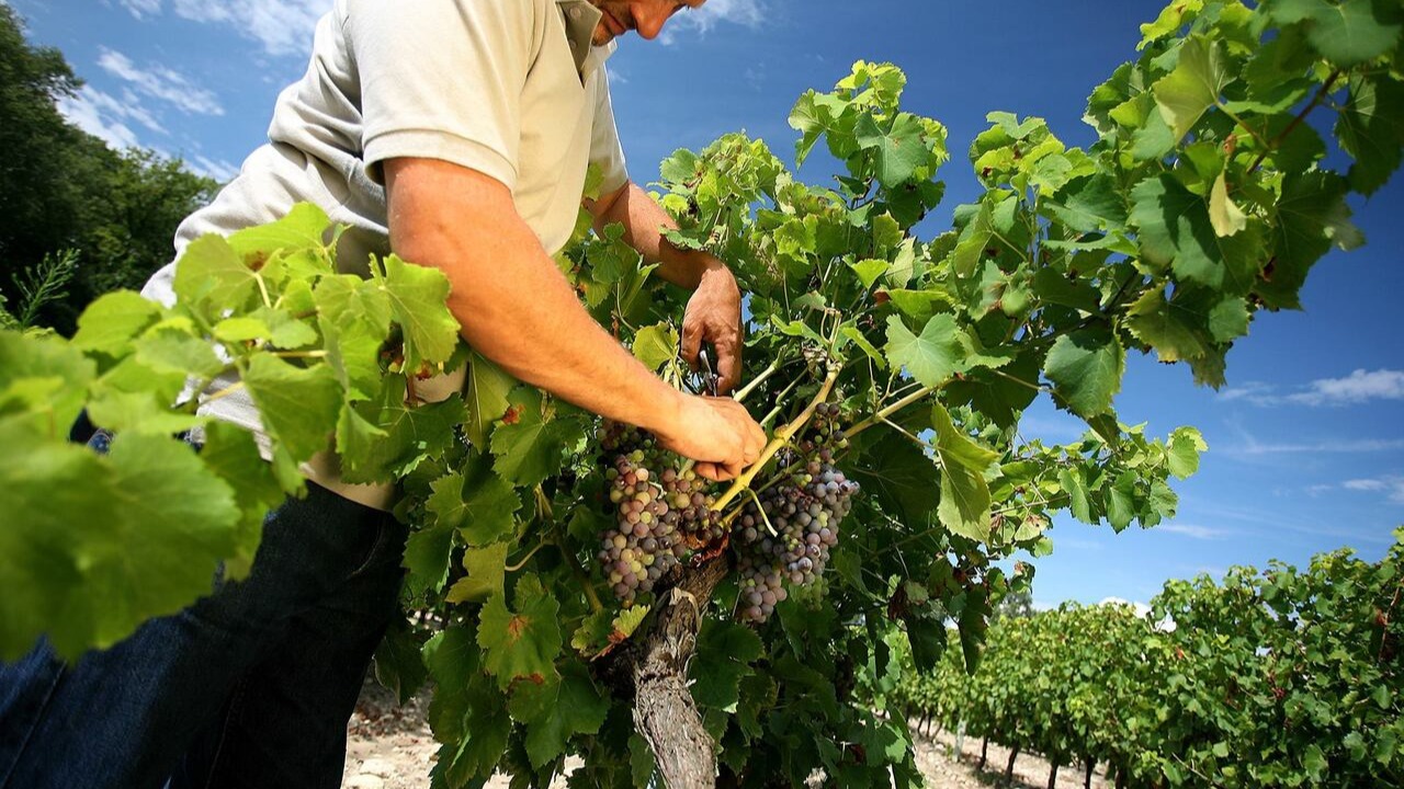 Ne manquez pas le salon des vins des Vignerons Indépendants Ne manquez pas le salon des vins des Vignerons Indépendants