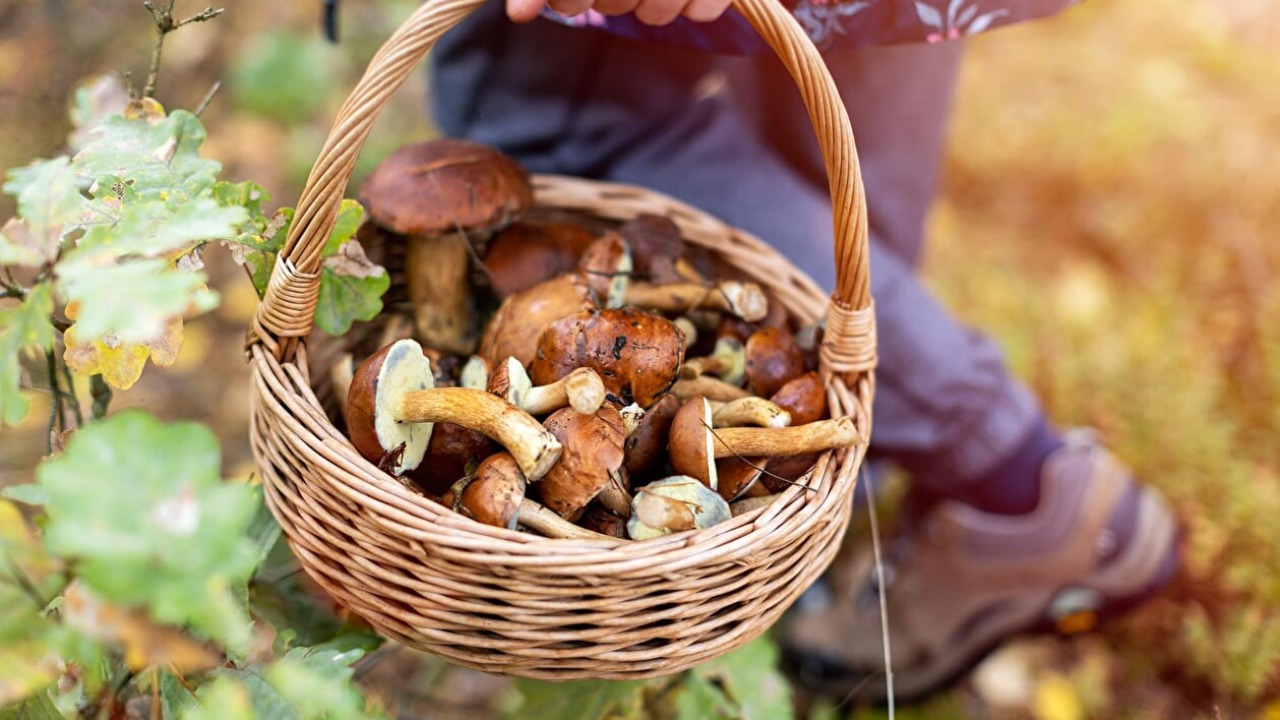 Moûtiers. Partez à la découverte des champignons lors d'une sortie nature gratuite Moûtiers. Partez à la découverte des champignons lors d'une sortie nature gratuite